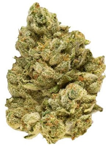 Broken Coast: EmergenZ (7g)